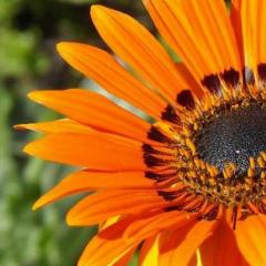 Цветя, подобни на слънчогледите по структура и външен вид на съцветието