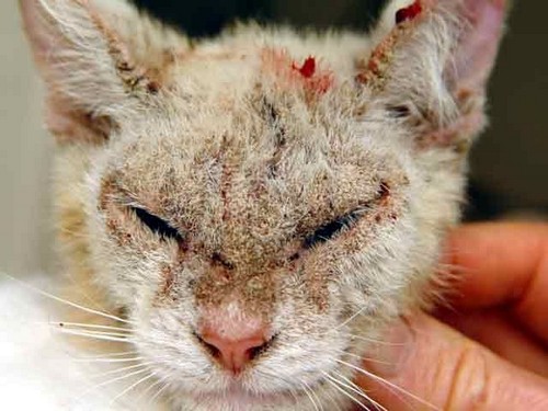 علاج الأمراض الجلدية في القطط (مع صور)
