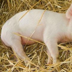 Как да победим едематозната болест при малки прасенца?