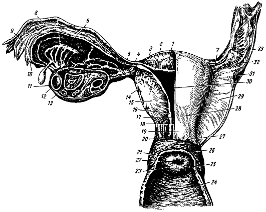 Органы составляющие женскую половую систему. Перешеек матки анатомия. Внутренние женские половые органы. Анатомия внутренних половых органов. Анатомия внутренних половых органов женщины.