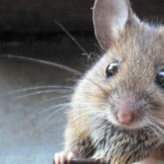 Какви болести носят мишките?