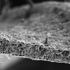 Човешкото тяло под микроскоп (17 снимки)