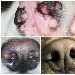 Защо носът на кучето озарява: естествени и битови причини и патологии