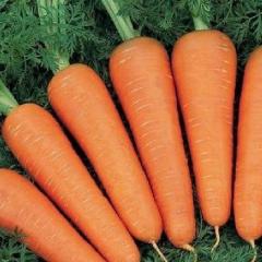 Най-добрите сортове моркови с подробно описание. Най-ранните сортове моркови за открит терен