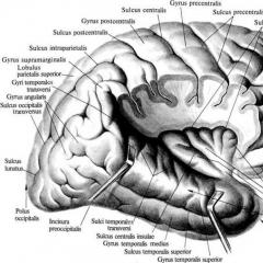 Мозъци на фронталния лоб на мозъка