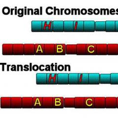 عمليات نقل الكروموسومات: متبادلة وروبرتسونيان