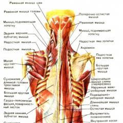 ألم في العضلة القطنية المربعة: الأسباب والأعراض والعلاج
