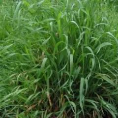 Пшенична трева: Невероятни лечебни свойства, за които малко хора знаят