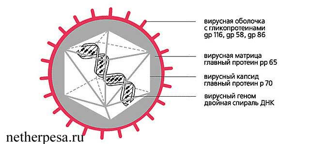 Днк цмв. Строение цитомегаловируса микробиология. Вирус цитомегалии строение. Цитомегаловирусная инфекция строение вируса. Строение ЦМВ.
